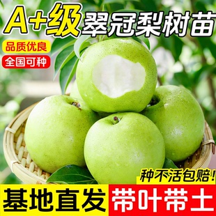 嫁接新品种早熟蜜糖梨苗翠冠梨树苗特大南北方种植盆栽地栽果树苗