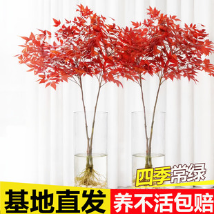 水培火焰南天竹盆栽树苗绿植庭院阳台客厅红叶老桩落地植物耐寒竺