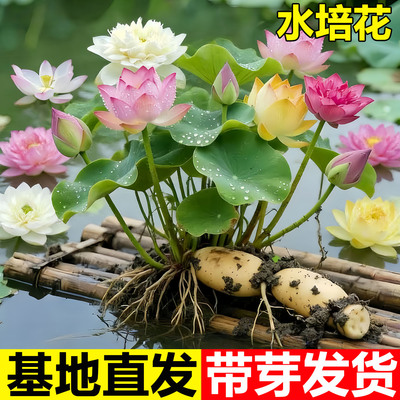 观赏荷花藕种盆栽水养食用莲花苗