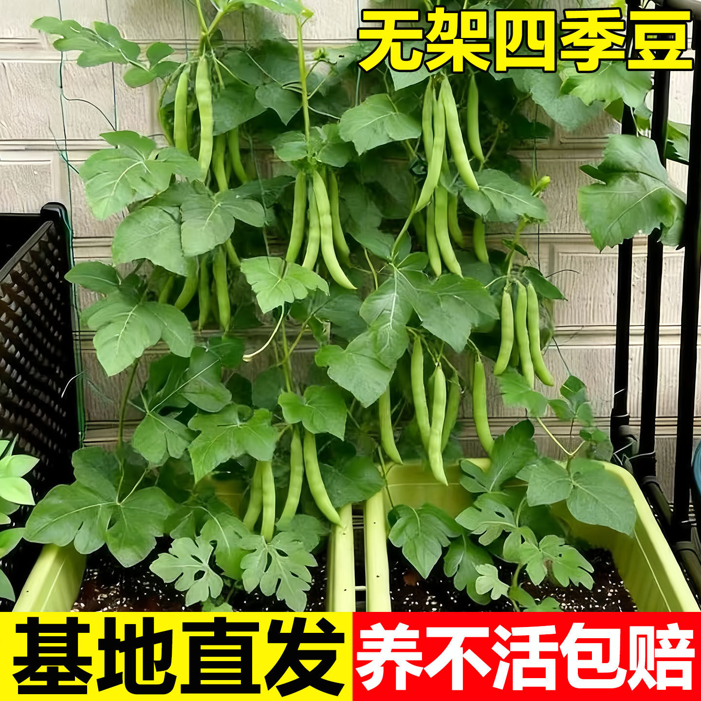 无架四季豆苗子早熟高产豆角种籽蔬菜孑盆栽菜豆地豆不搭架扁豆种