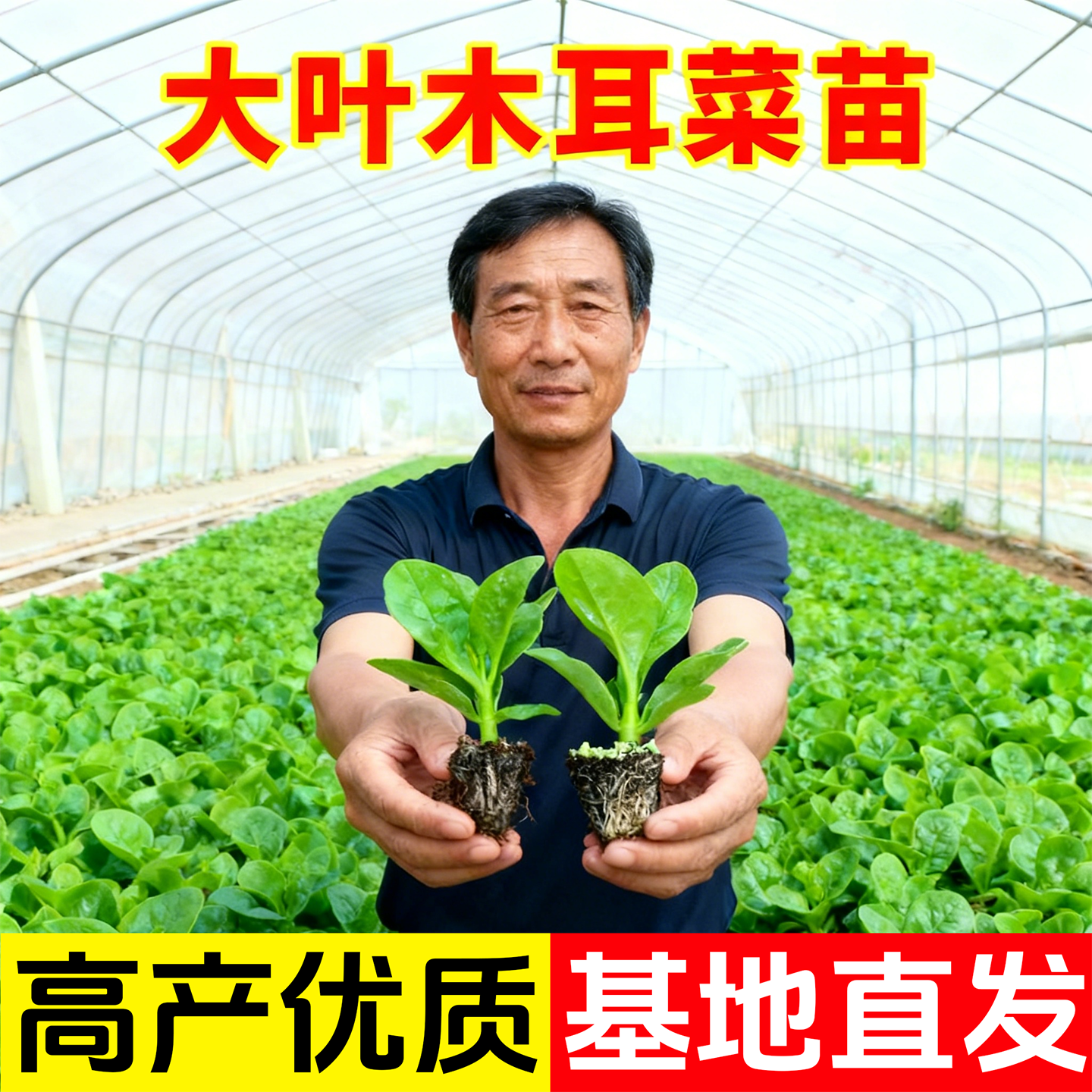 四季菜苗老品种爬藤大叶木耳菜苗秧苗小叶木耳菜种秋季蔬菜苗带土,鲜花速递/花卉仿真/绿植园艺,种苗/半成品盆栽,淘宝优惠券,粉丝福利购,淘宝优惠卷