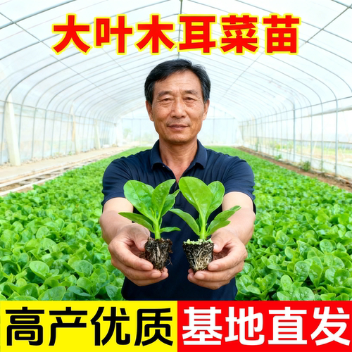 四季菜苗老品种爬藤大叶木耳菜苗