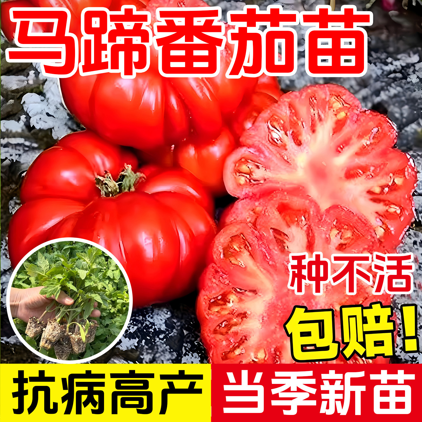 老品种马蹄番茄苗秧丑柿子苗子