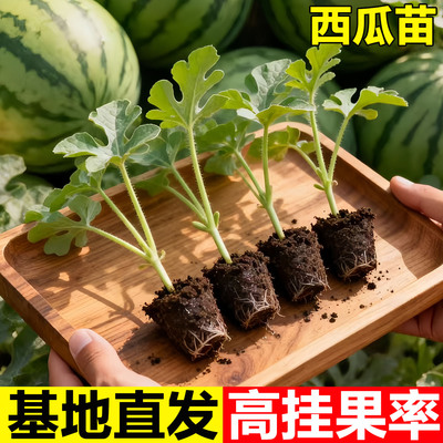 冰糖麒麟西瓜苗籽超甜大薄皮西瓜