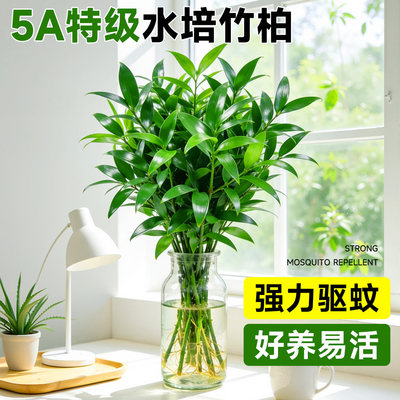 竹柏驱蚊竹水培祛蚊植物室内外