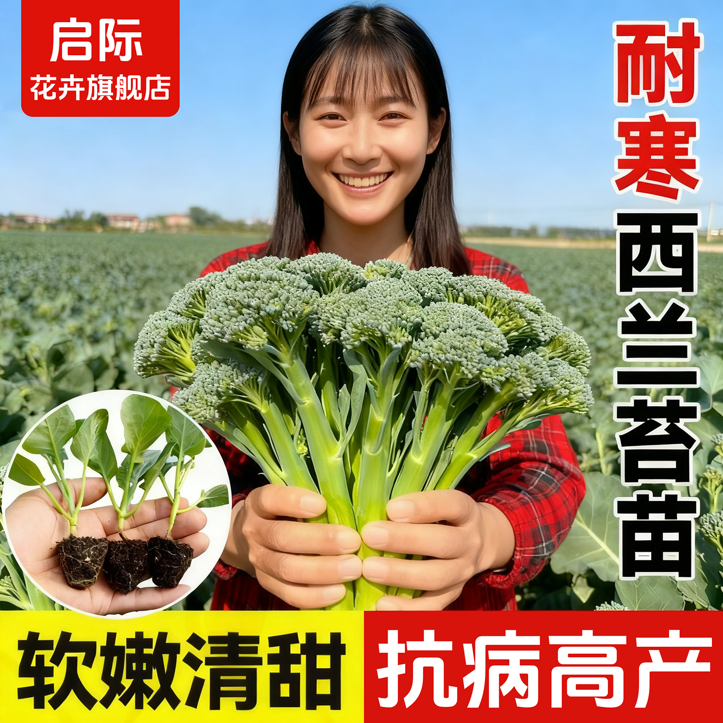 甜杆西兰苔苗秧苗早熟西蓝花种植