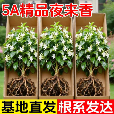 夜来香花树苗带花苞驱蚊绿植室内