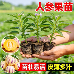 人参果树果苗大苗带土当年结果人叁果苗特大号盆栽水果种子苗秧苗