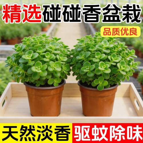 碰碰香盆栽植物室内花卉办公室