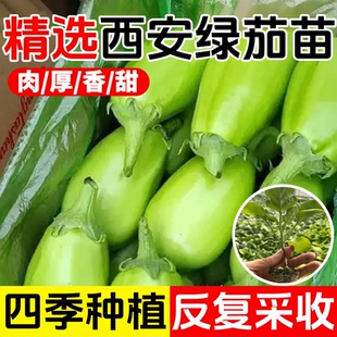 西安绿茄秧苗绿圆茄子苗灯泡绿茄子种籽四季高产抗病庭院阳台蔬菜