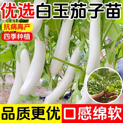 白玉长茄苗白茄苗种子高产鸡蛋茄