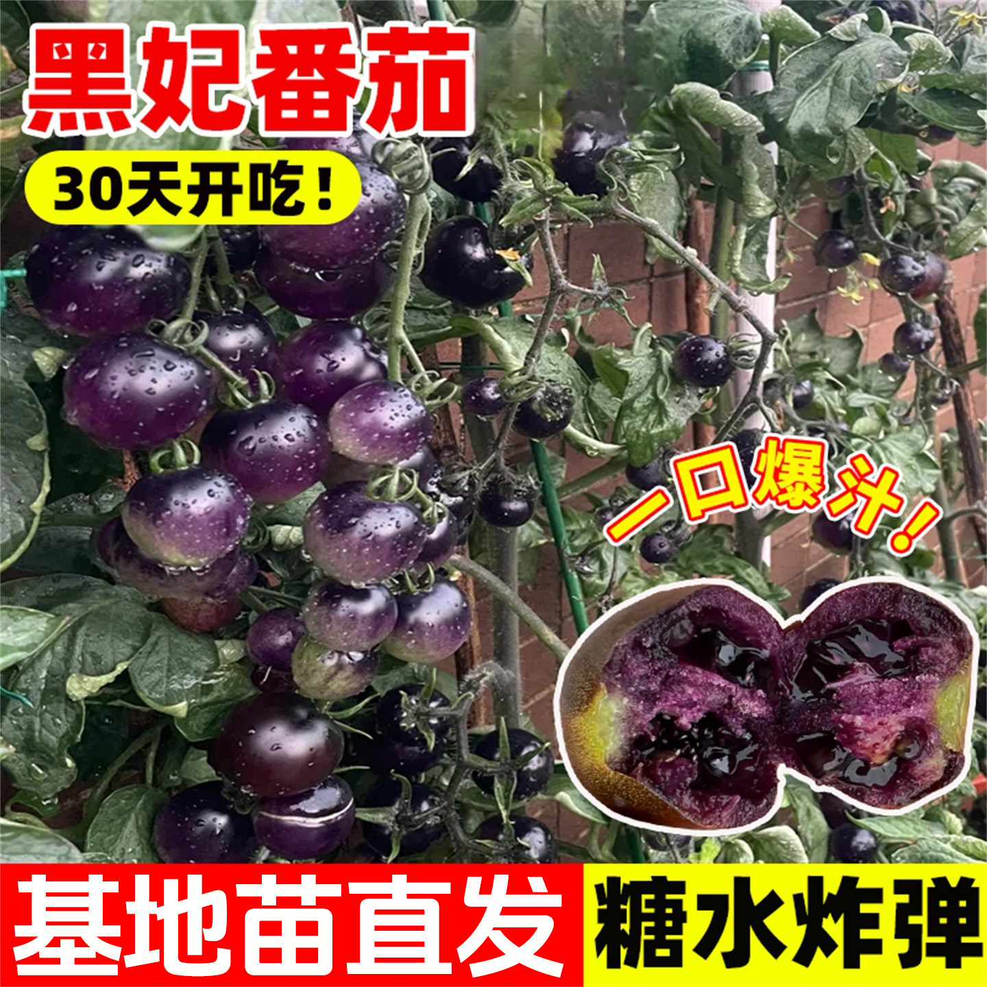 黑珍珠番茄苗四季矮生黑番茄苗水果盆栽阳台圣女果黑色西红柿苗秧