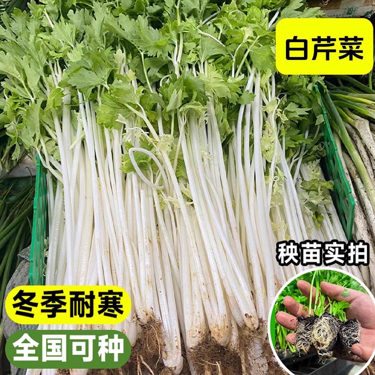 四季白芹菜苗秧苗脆嫩白杆白梗
