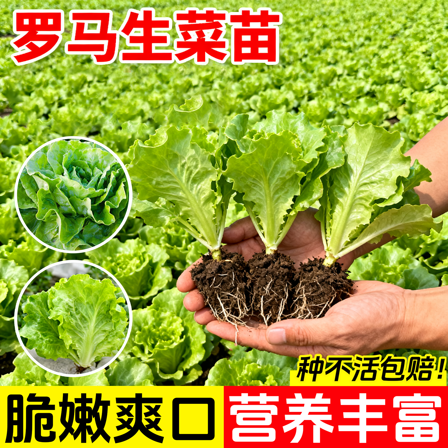 有机直立罗马生菜苗孔雀菜秧苗