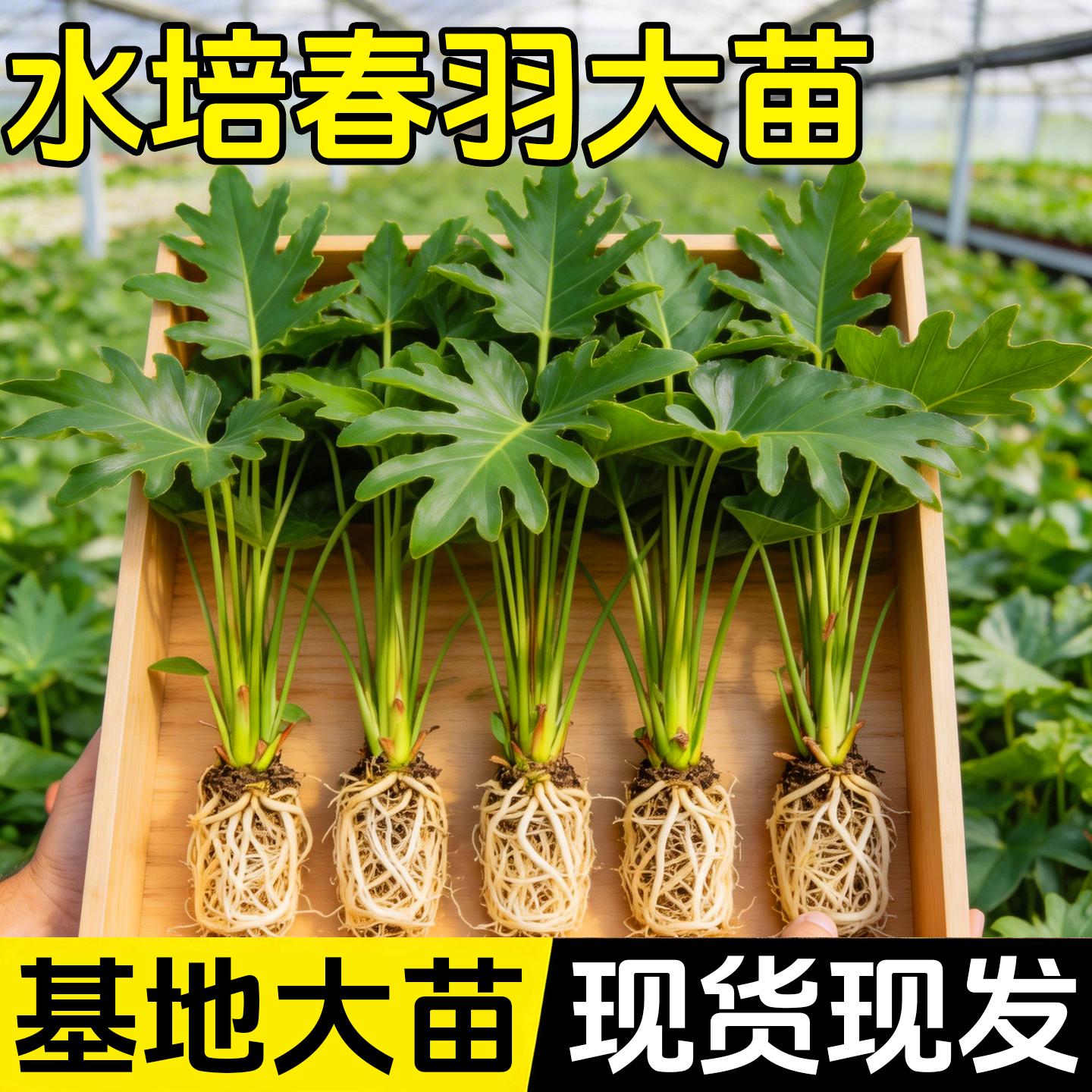 春羽水培植物客厅室内盆栽水养绿植办公室桌面绿植花卉大叶龟背竹