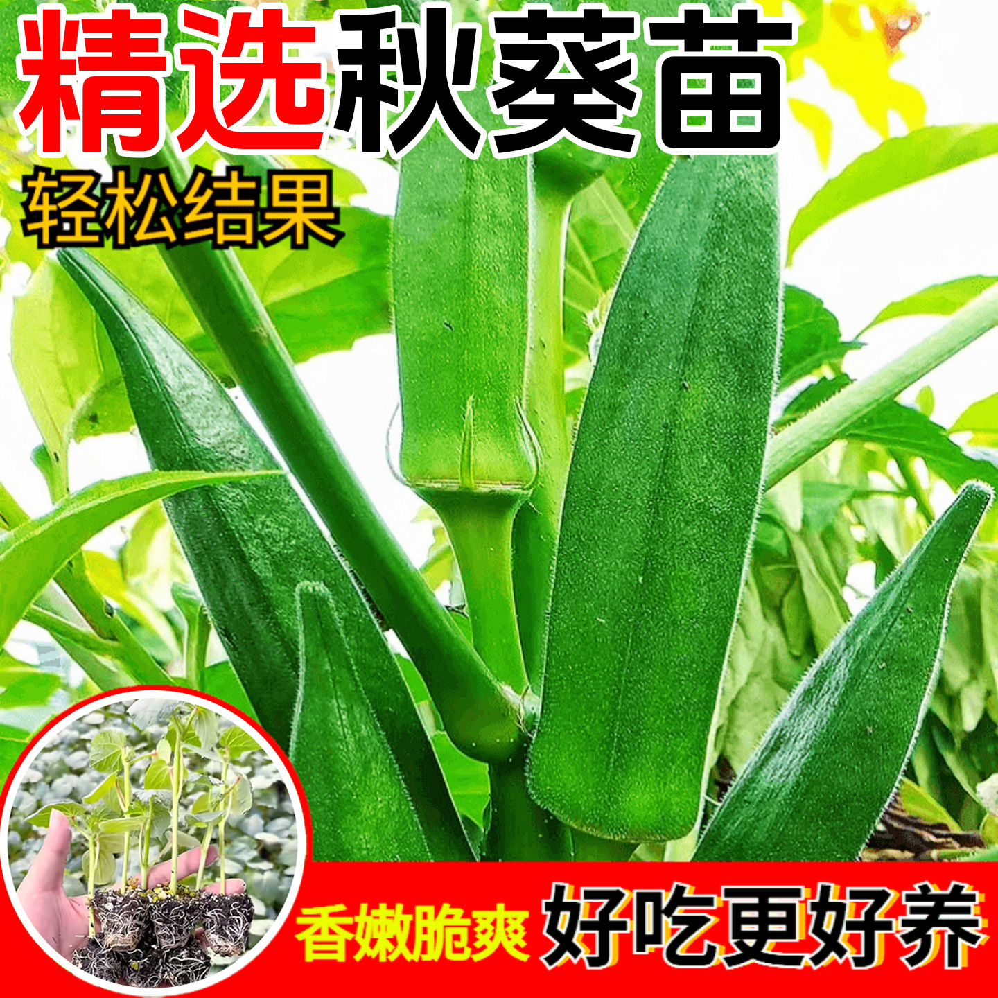 水果秋葵苗子秧苗高产四季盆栽