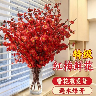 红梅干枝水培植物真花雪柳鲜枝带花苞鲜花卉植物室内桃花支腊梅花