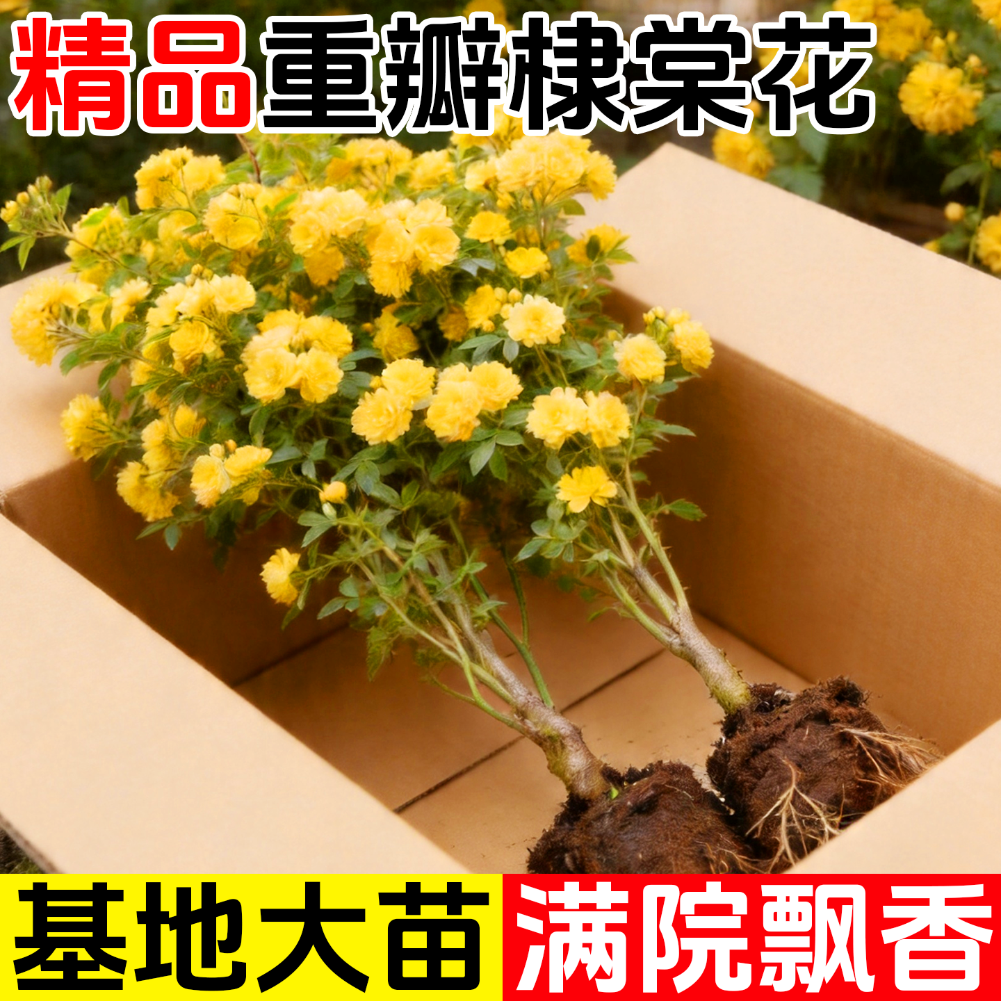 重瓣棣棠花苗盆栽爬藤植物室外耐寒耐热攀援花卉四季开花浓香多花