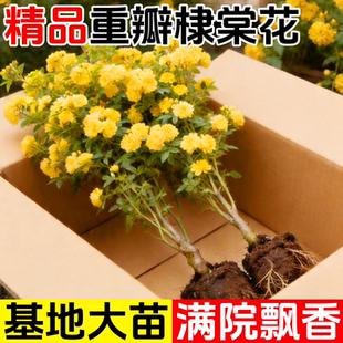 重瓣棣棠花苗盆栽爬藤植物室外耐寒耐热攀援花卉四季开花浓香多花