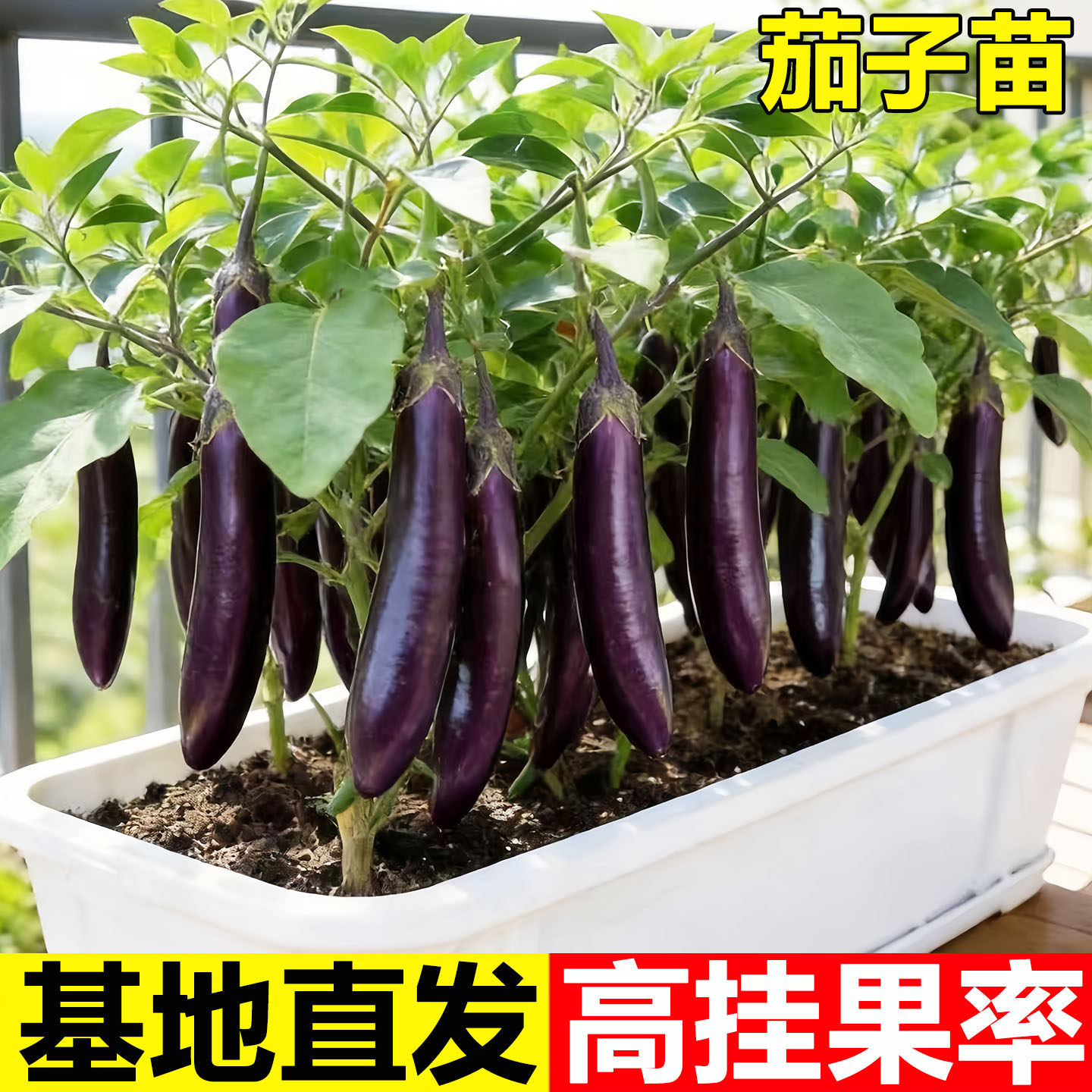 紫长茄秧苗茄子苗带土嫁接老品种黑紫茄杭茄种籽子春季蔬菜苗大全