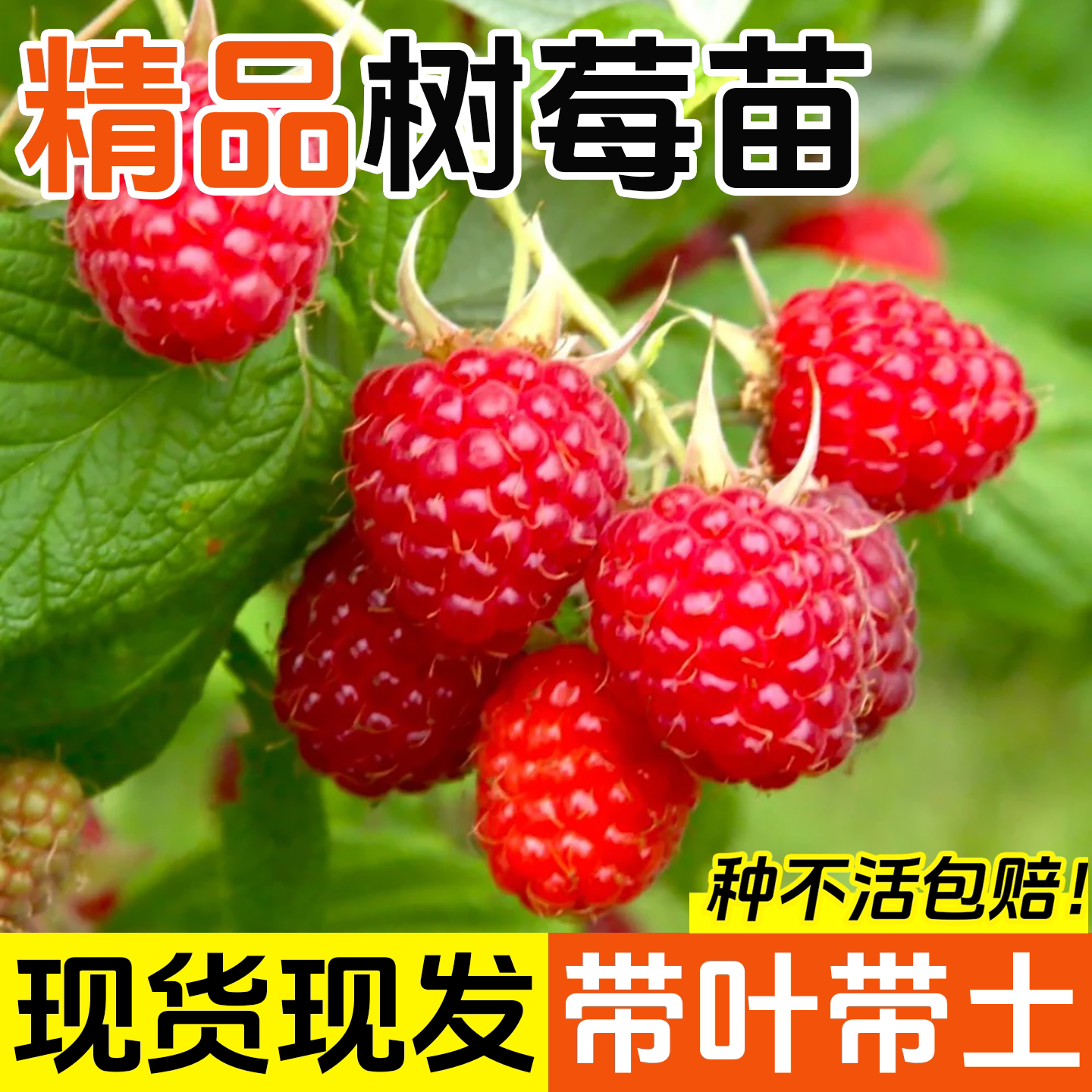 树莓果苗盆栽覆盆子无刺金秋树莓苗南方北方种植耐寒耐热当年结果