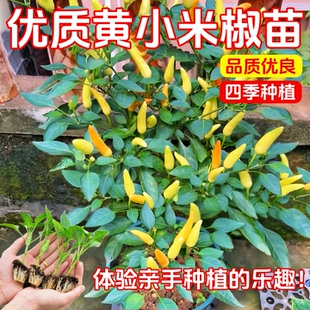 黄小米辣椒苗秧苗玉脂白黄泡椒种籽苗超辣朝天椒山椒盆栽阳台菜苗