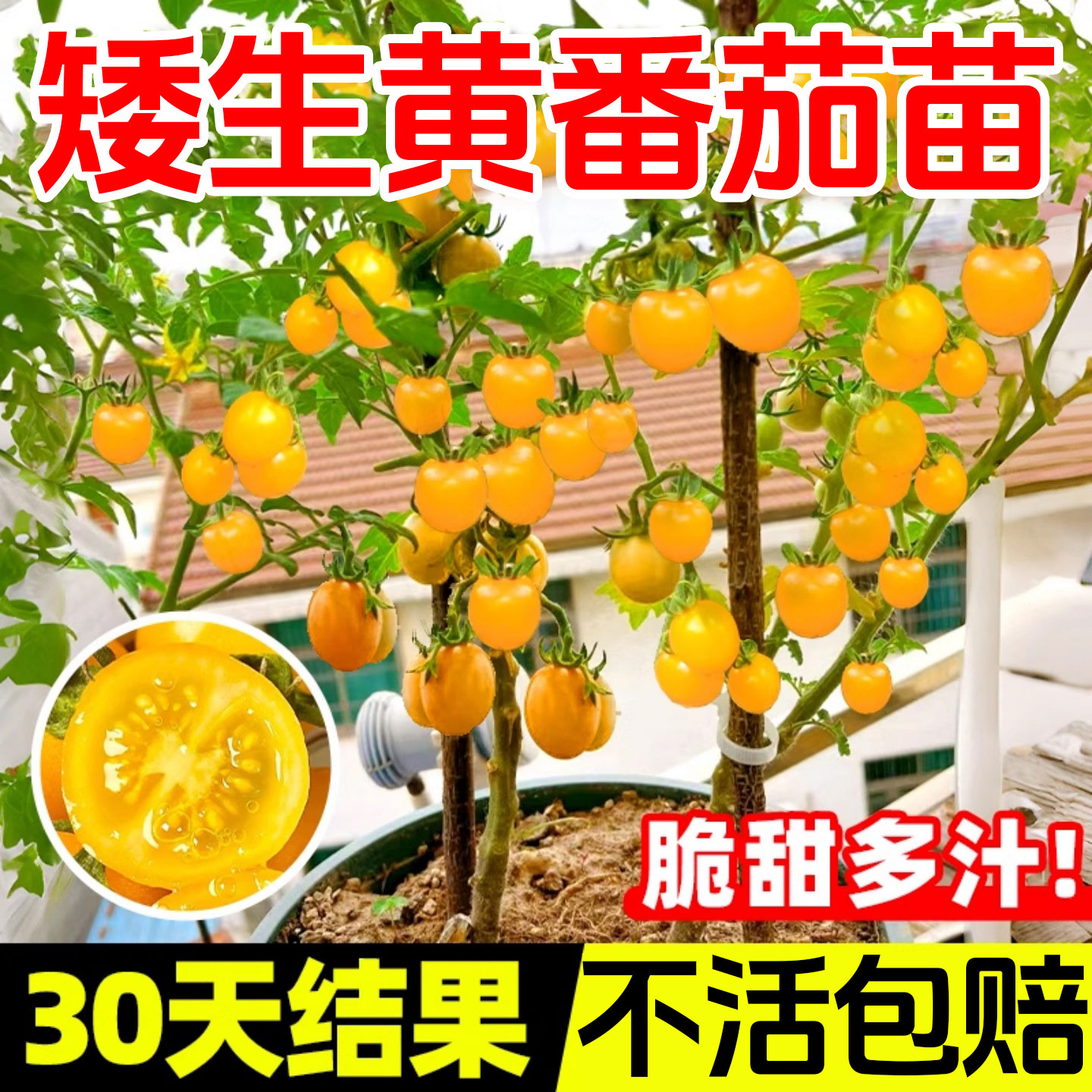 四季矮生黄番茄苗水果盆栽