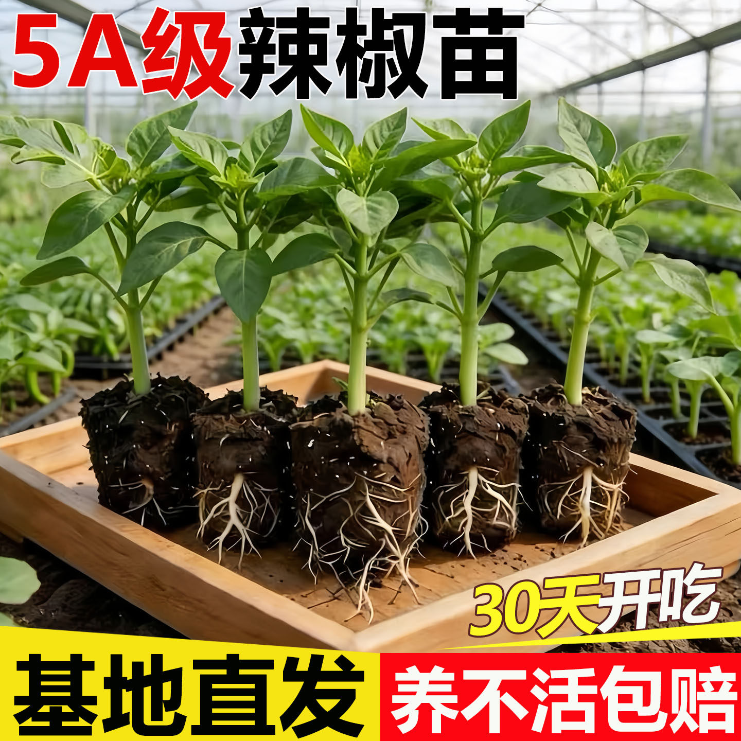 超辣小米辣椒苗秧子香辣朝天椒大全四季南方种阳台盆栽菜园蔬菜苗