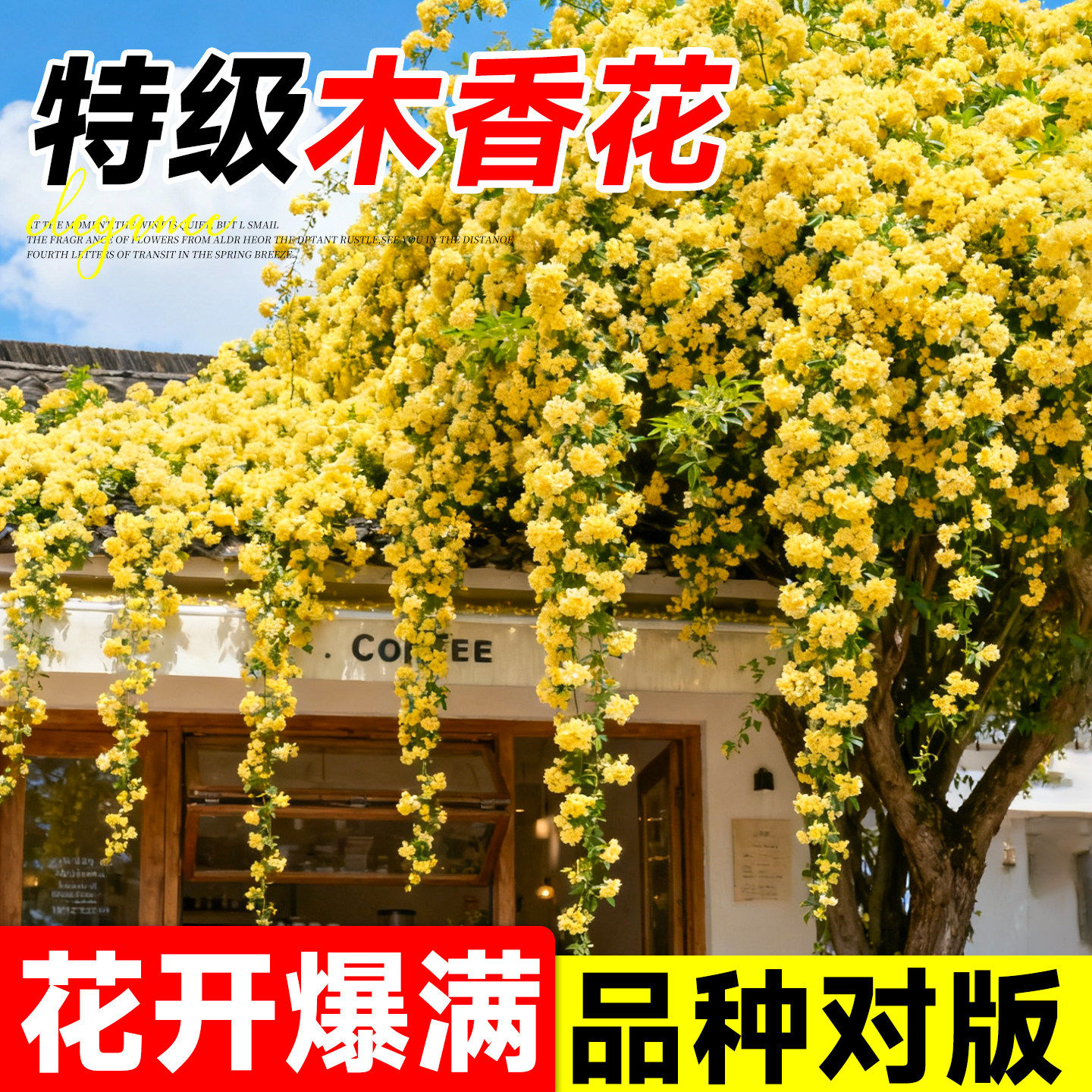 黄木香花苗爬藤植物庭院花卉盆栽重瓣红木香树苗无刺蔷薇花苗好养