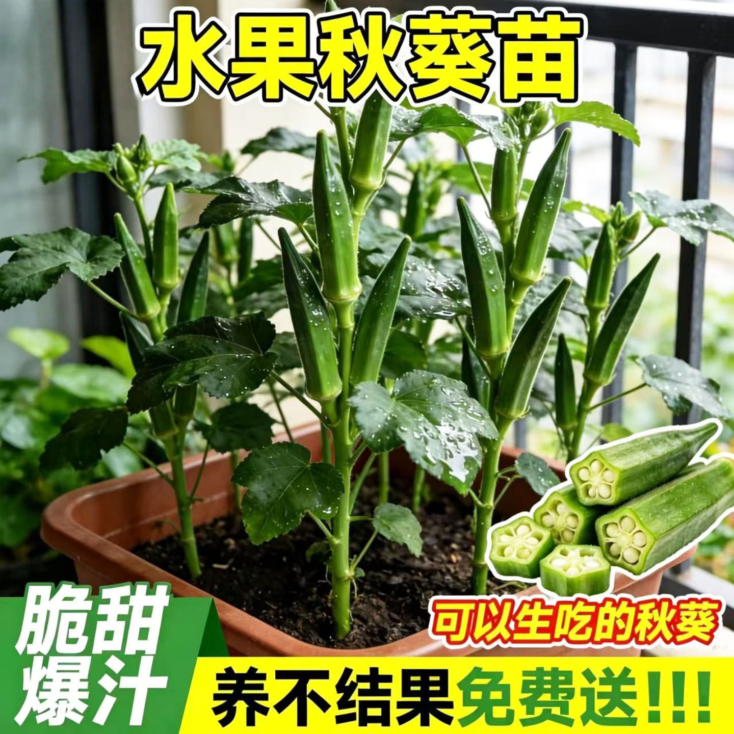 水果秋葵苗子秧苗高产水果四季盆栽红秋葵蔬菜带土秧苗子大全