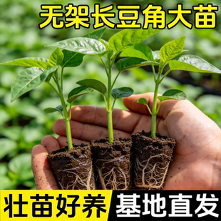 不搭架长豆角种苗早熟高产矮生春秋无架豆角种子可盆栽蔬菜种子