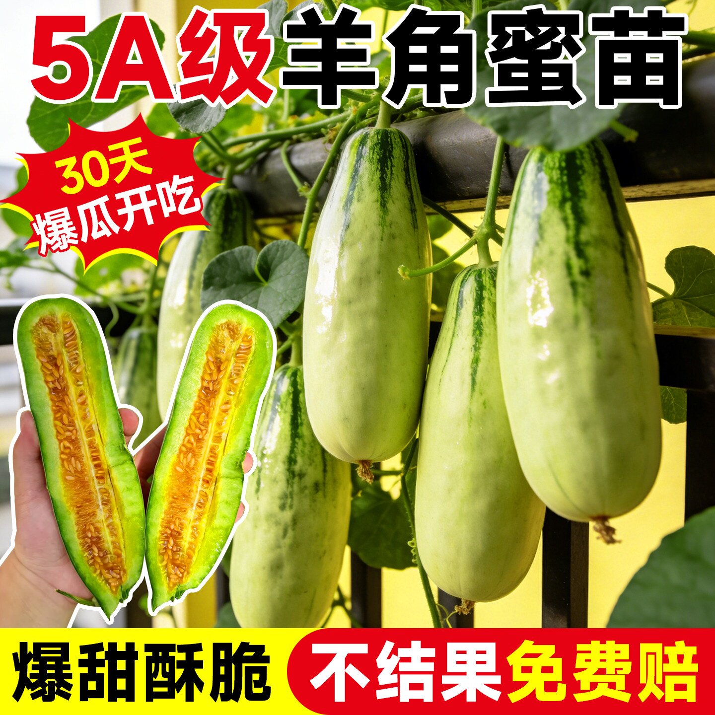 嫁接羊角蜜甜瓜秧苗超甜羊角脆酥薄洋皮阳台四季易种春播蔬菜瓜果