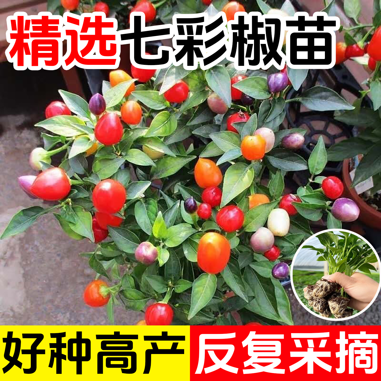 七彩辣椒苗多彩椒种籽孑苗观赏椒