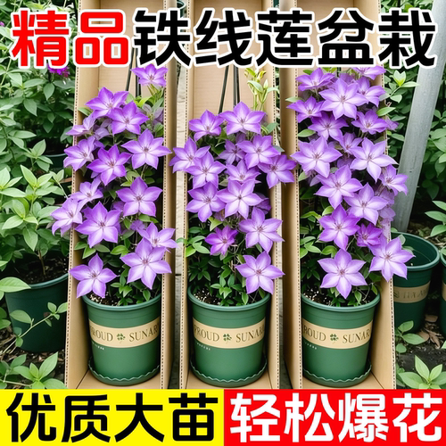 铁线莲大苗带花苞倒影乌托邦爬藤