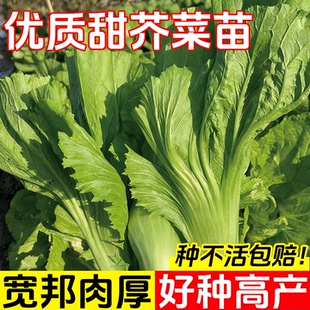 甜芥菜苗种子四季播多枝多笋脆嫩芥菜心广东芥菜籽青菜四季蔬菜种