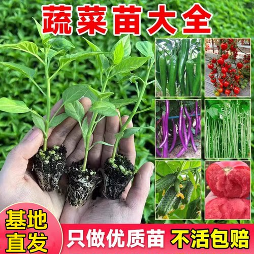春播各种蔬菜苗秧苗大全四季