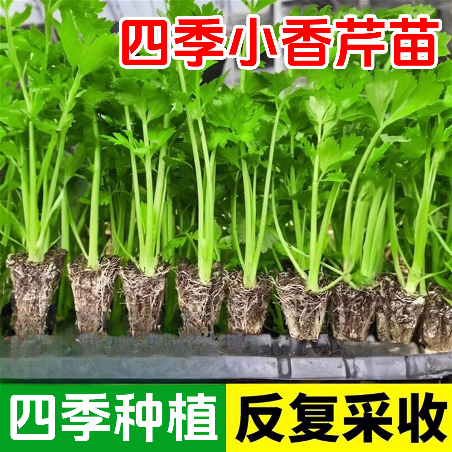 芹菜苗四季小香芹西芹秧苗蔬菜种子芹菜苗阳台盆栽菜籽种苗种孑