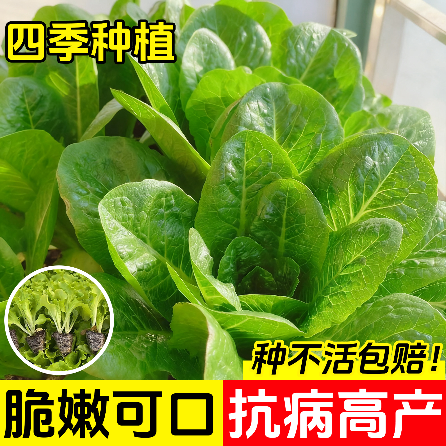 孔雀生菜秧苗沙拉种籽四季