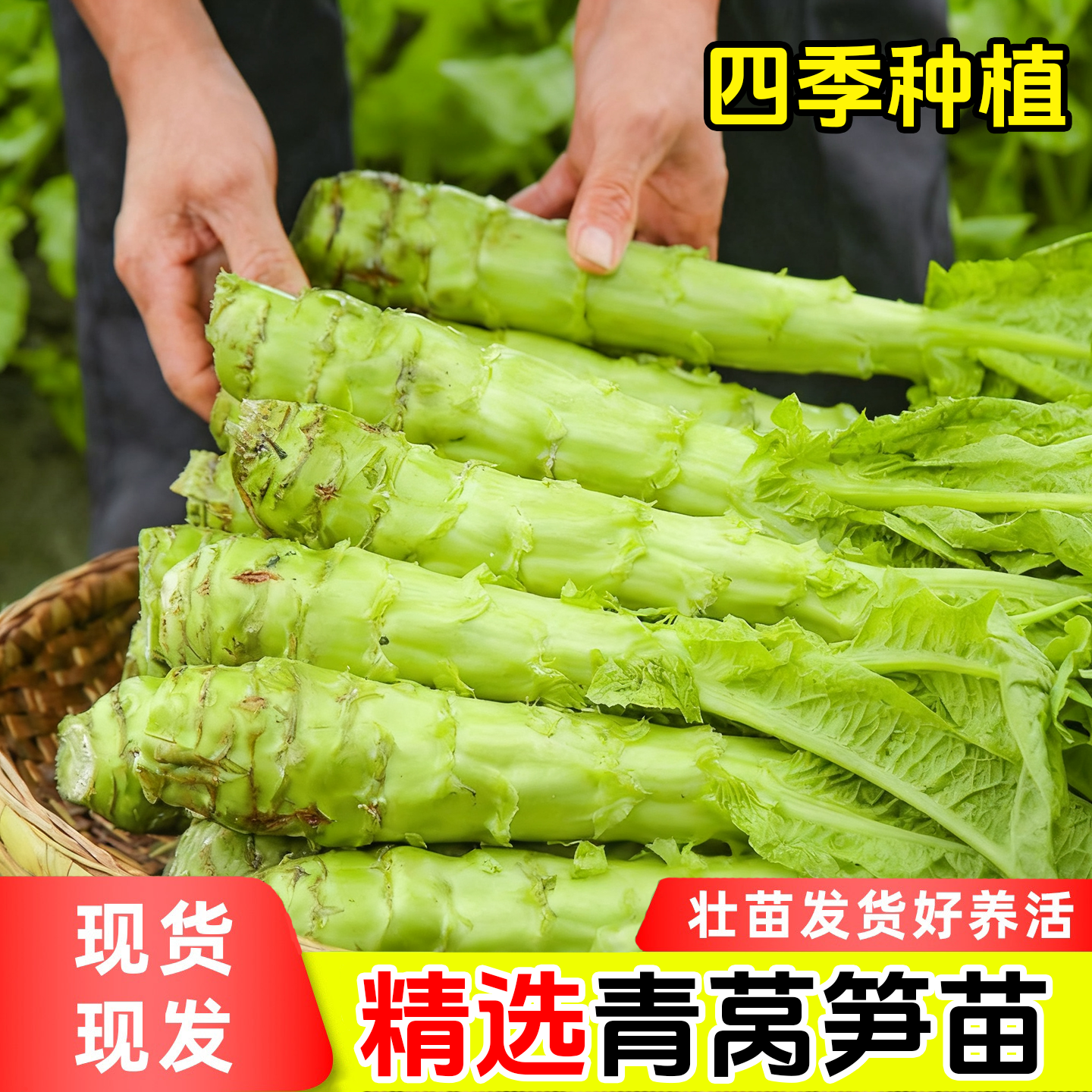 秋冬莴苣苗青皮红皮莴笋苗芹菜苗花菜西兰花苗甘蓝韭菜苗蔬菜秧苗