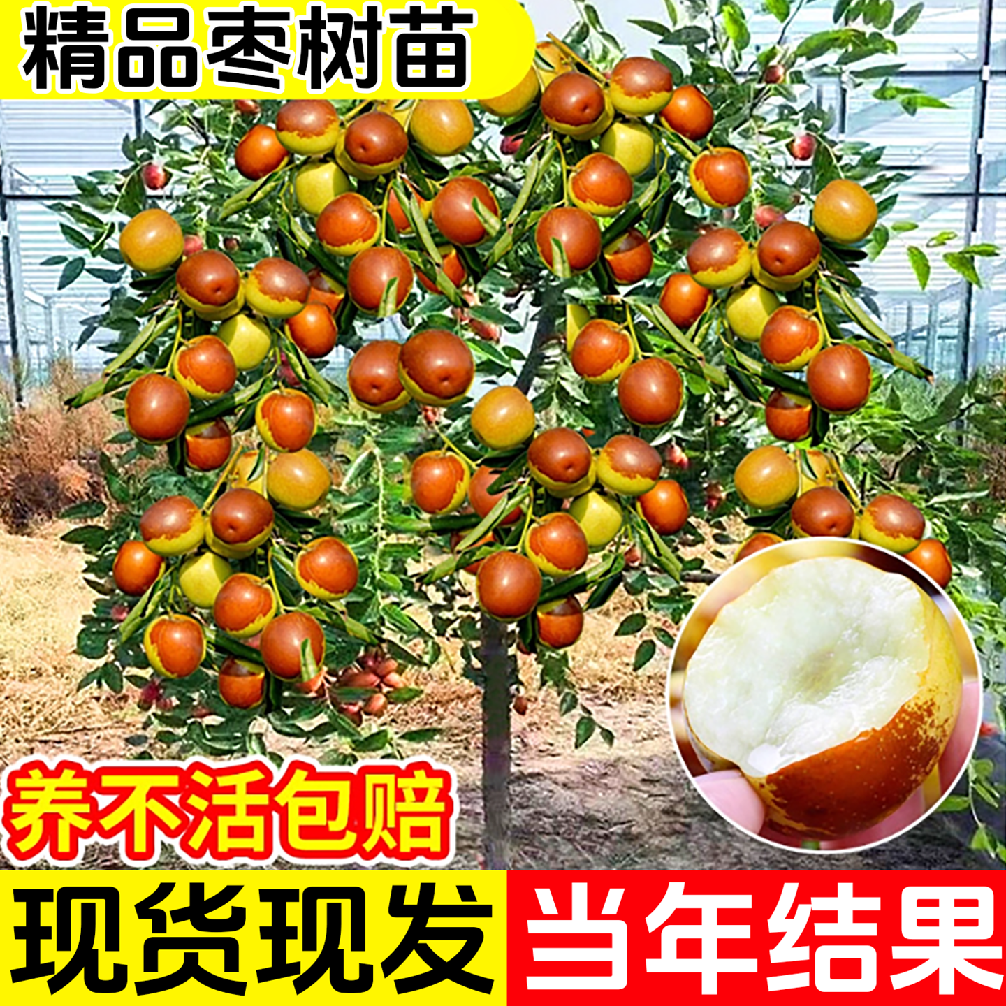 枣树活苗大枣超甜冬枣树苗地栽庭院盆栽矮化沾化枣南北方种植水果