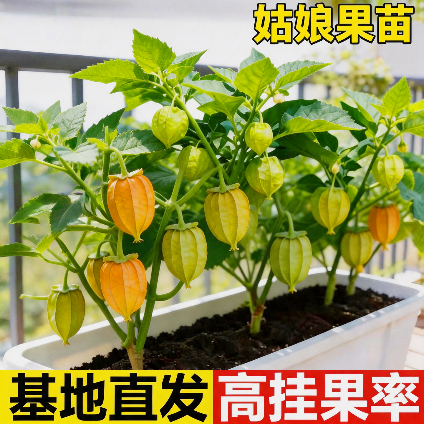 大黄姑娘果苗红姑娘果超甜菇娘果东北灯笼果春季果四季蔬菜苗秧