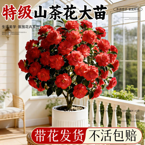 山茶花苗带花苞四季香妃茶花盆栽