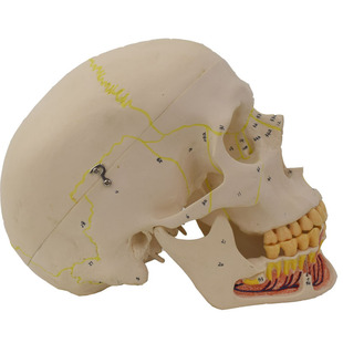 医信生产供应人体头骨模型头骨肌肉着色数字标识 人体骨骼模型