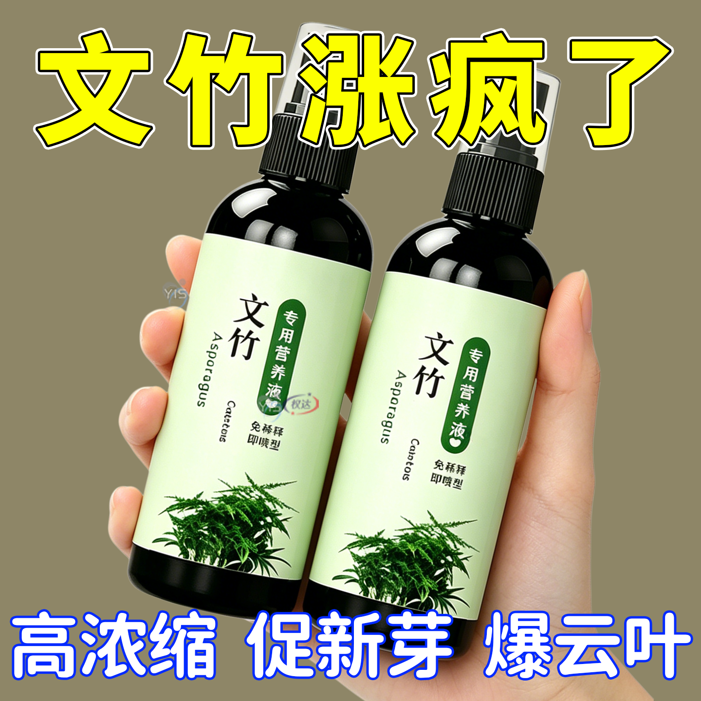 家养文竹追肥液均衡营养新枝多发