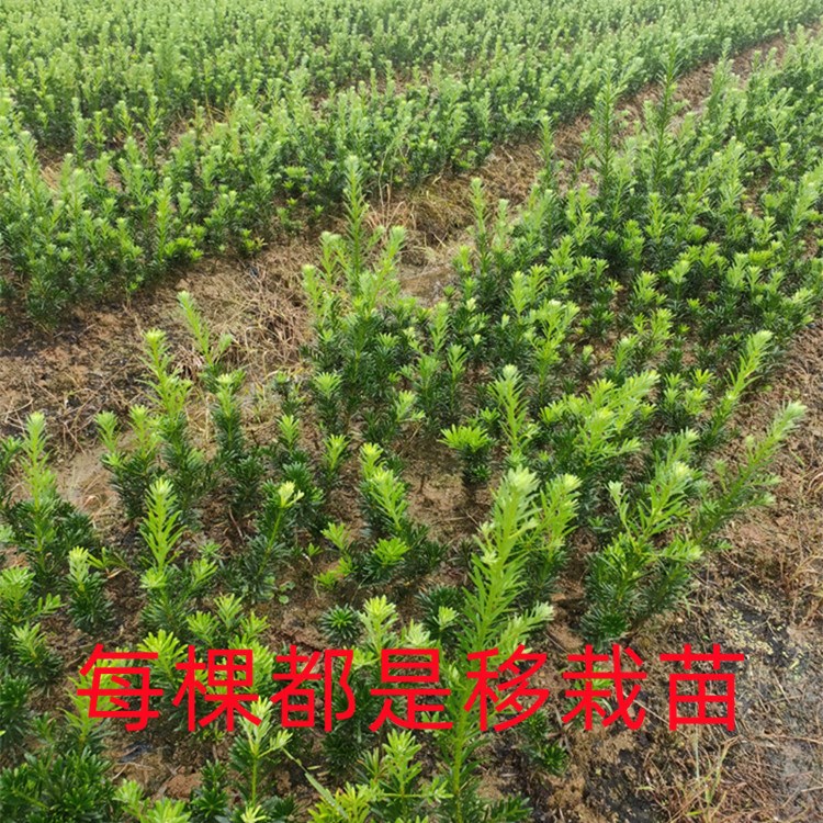 植树节小树苗3.12植树活动社区单位学校庭院绿Q化栽树罗汉松种植