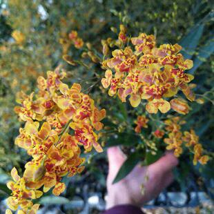 绿缘兰花小蜜蜂文心兰带花香水兰橙黄色跳舞兰带香味室内桌面盆栽