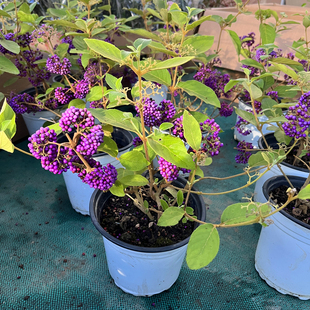 紫珠盆栽多年生耐热耐寒阳台庭院耐养观果植物盆景庭院花镜造景花