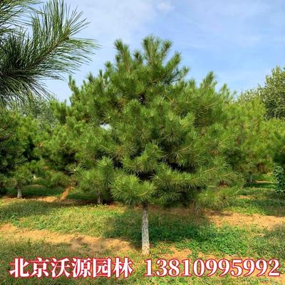 油松树苗四季常青黑松北方耐寒松树庭院景观绿化苗木