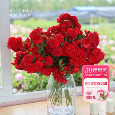 海蒂的花园月季花苗弗洛伦蒂娜藤本花墙拱门爬墙花卉盆栽爬藤植物