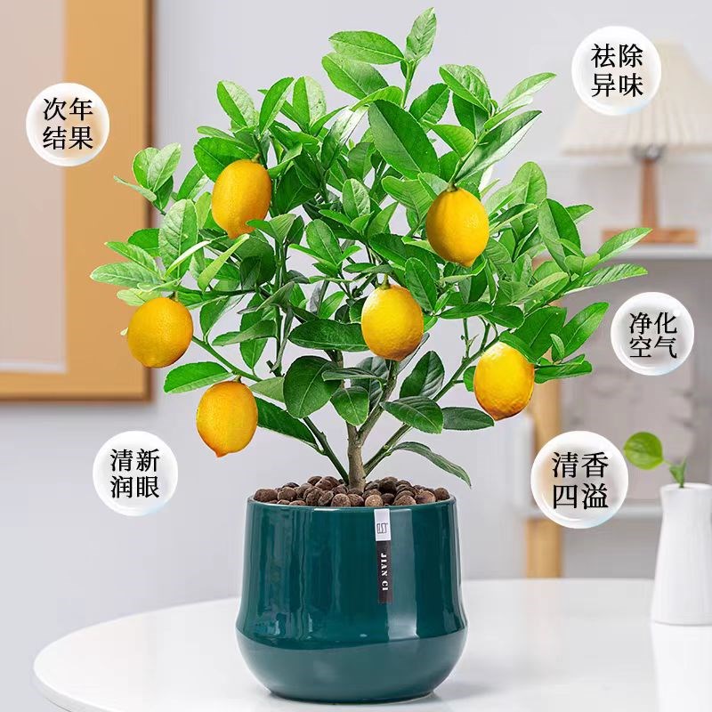 香水柠檬树苗盆栽阳台庭院四季开花卉植物结果可食用室内好养盆栽